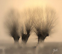 Photographie - Ma Perception