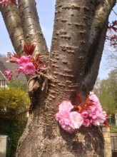 Le Rose et le Bleu, mauvais genre ?