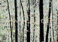 Gilt expose sur le thme "Arbres & Mousses"
