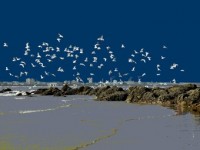 Gilt : une rencontre pleine de couleurs sur le march nocturne du Croisic