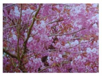 Le Printemps des Arts