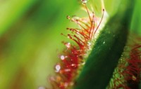 Microcosme